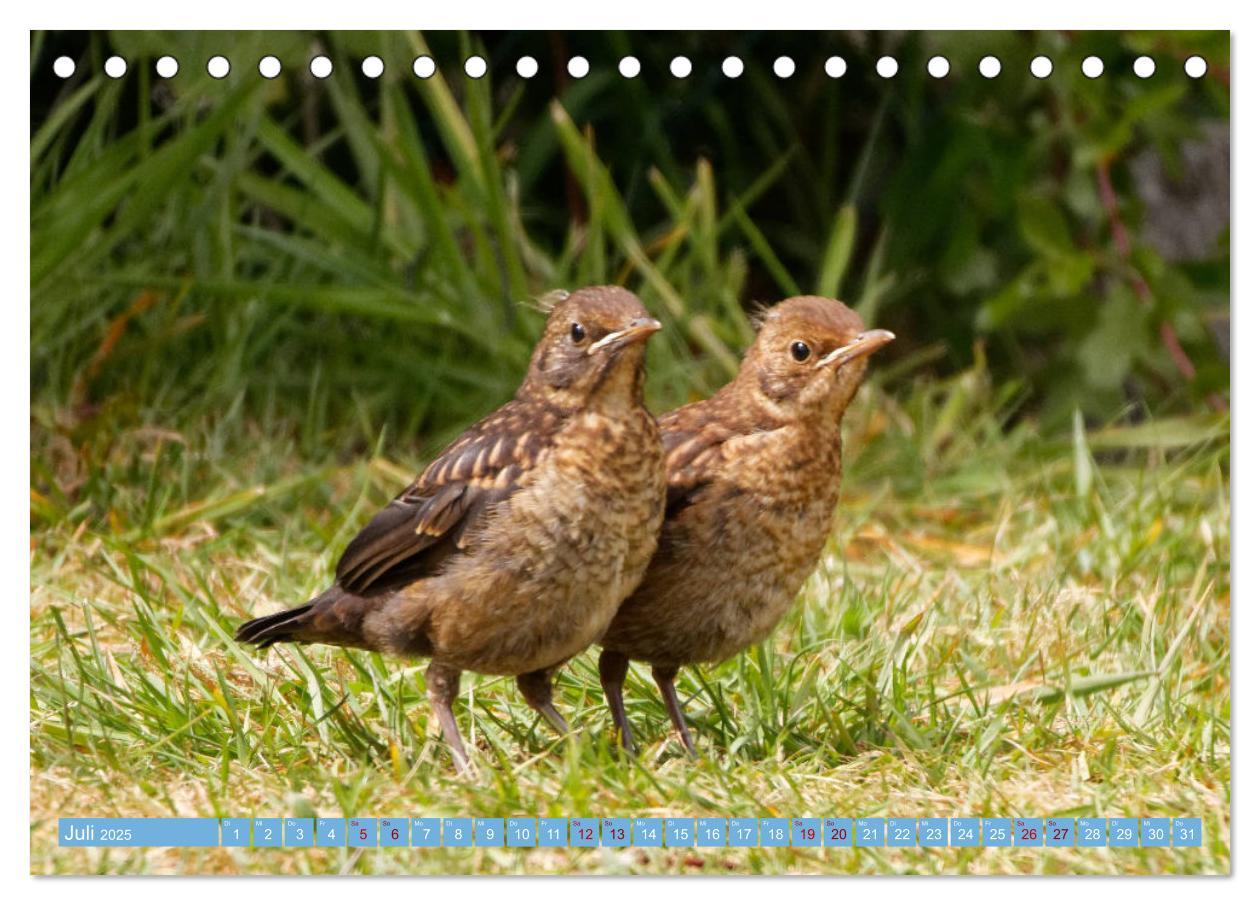 Bild: 9783435022748 | Amsel - Schwarzdrossel fotografiert von Ostfriesenfotografie...