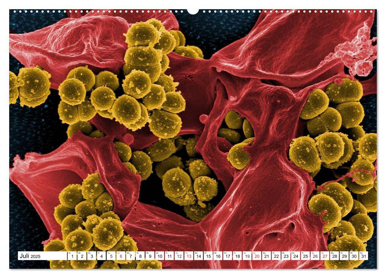 Bild: 9783435483334 | Mikrobiologie. Mikroorganismen, Genetik und Zellen (Wandkalender...