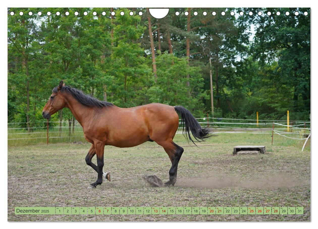 Bild: 9783383946257 | Faszination Trakehner (Wandkalender 2025 DIN A4 quer), CALVENDO...