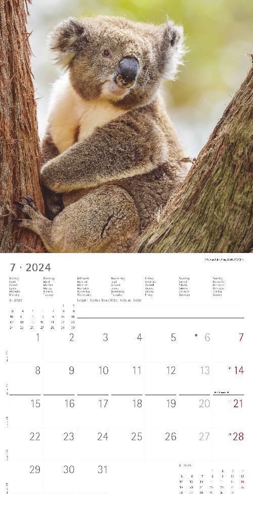 Bild: 4251732335441 | Koalas 2024 - Broschürenkalender 30x30 cm (30x60 geöffnet) -...