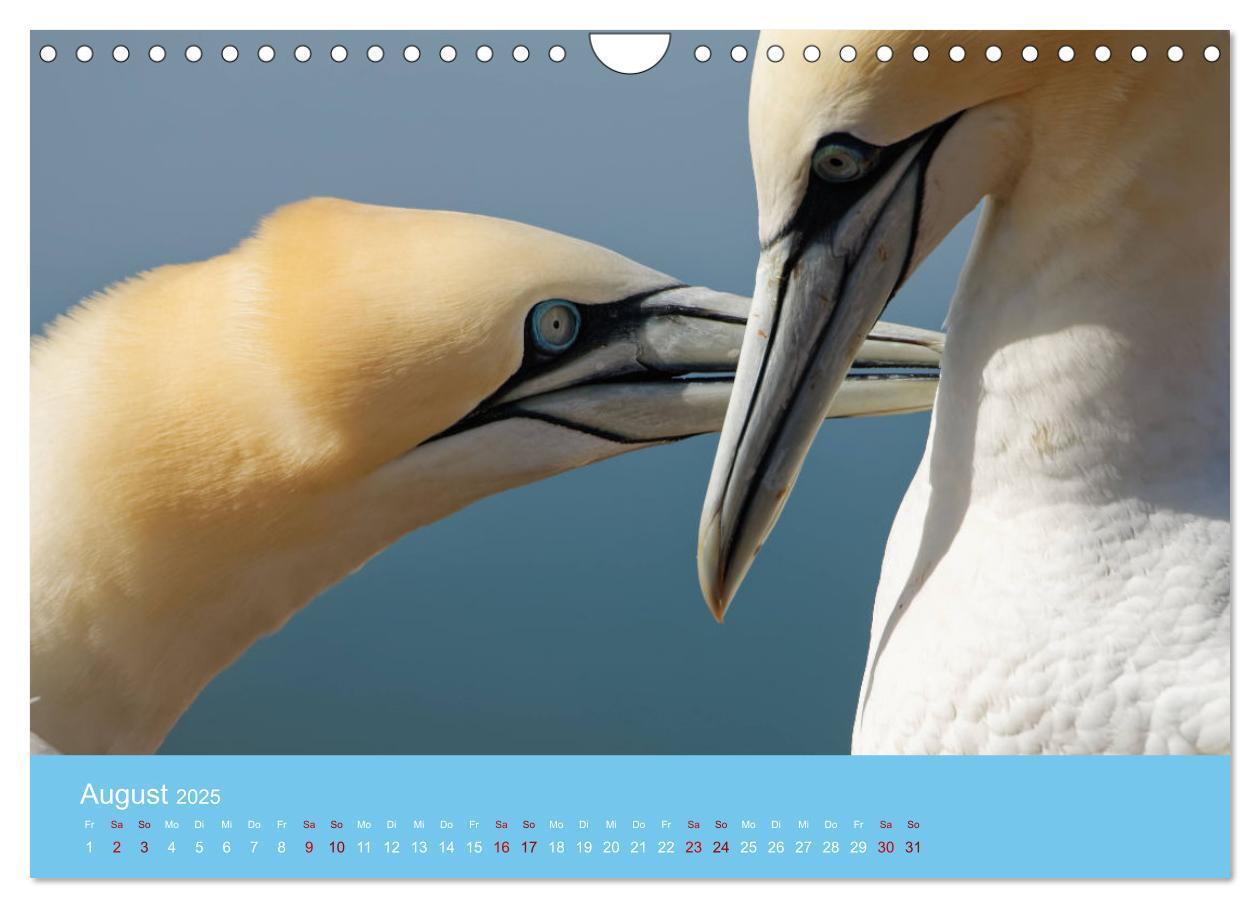 Bild: 9783457207666 | Basstölpel auf Helgoland - von Ostfriesenfotografie (Wandkalender...