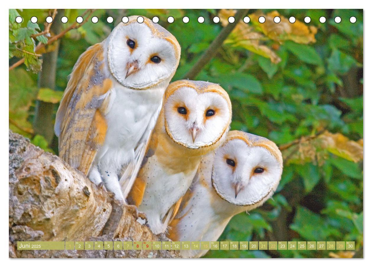 Bild: 9783457183793 | Wald-Kindergarten: Tierkinder im Wald (Tischkalender 2025 DIN A5...