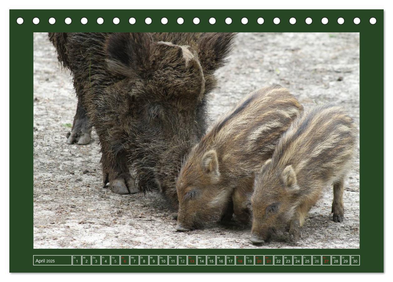 Bild: 9783435776429 | Schweinkram - Die Wildschweine sind los (Tischkalender 2025 DIN A5...