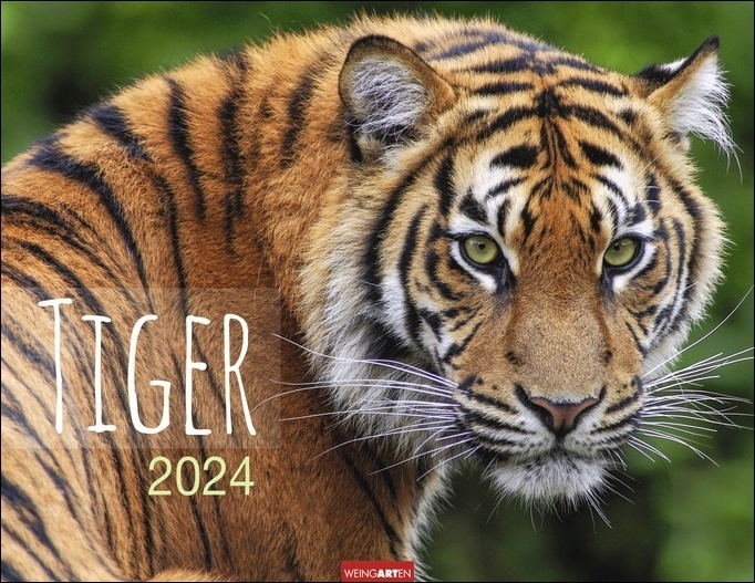 Cover: 9783840085406 | Tiger Kalender 2024. Die majestätischen Großkatzen in einem großen...