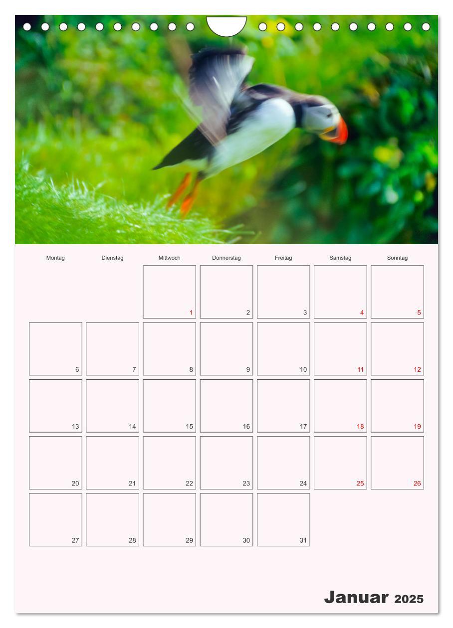 Bild: 9783435927678 | Papageitaucher Monatsplaner (Wandkalender 2025 DIN A4 hoch),...