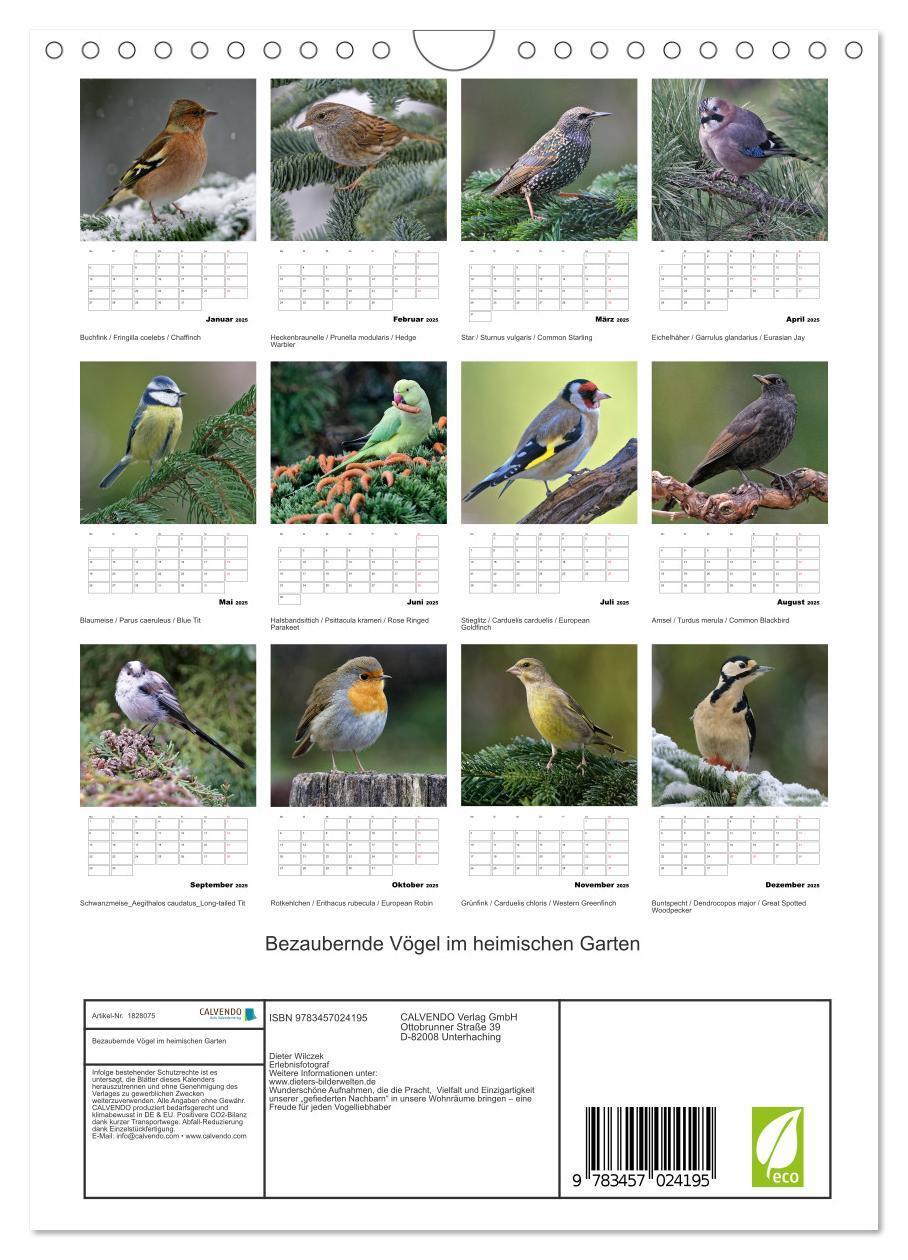 Bild: 9783457024195 | Bezaubernde Vögel im heimischen Garten (Wandkalender 2025 DIN A4...