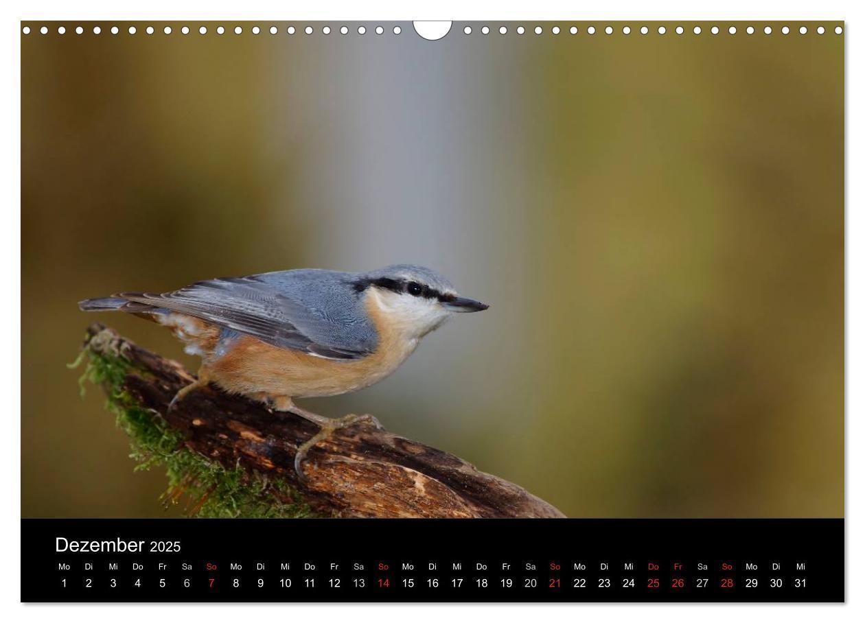 Bild: 9783435626144 | Singvögel in Deutschland (Wandkalender 2025 DIN A3 quer), CALVENDO...