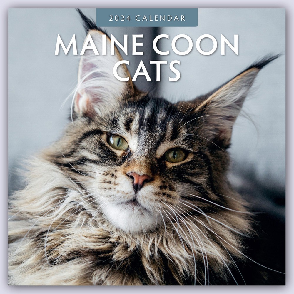 Cover: 9781804421321 | Maine Coon Cats - Maine Coon Katzen 2024 - 16-Monatskalender | Ltd