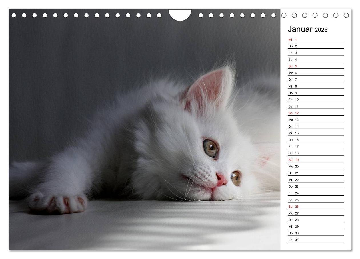 Bild: 9783435555758 | Aus der Kinderstube der Perserkatze (Wandkalender 2025 DIN A4...