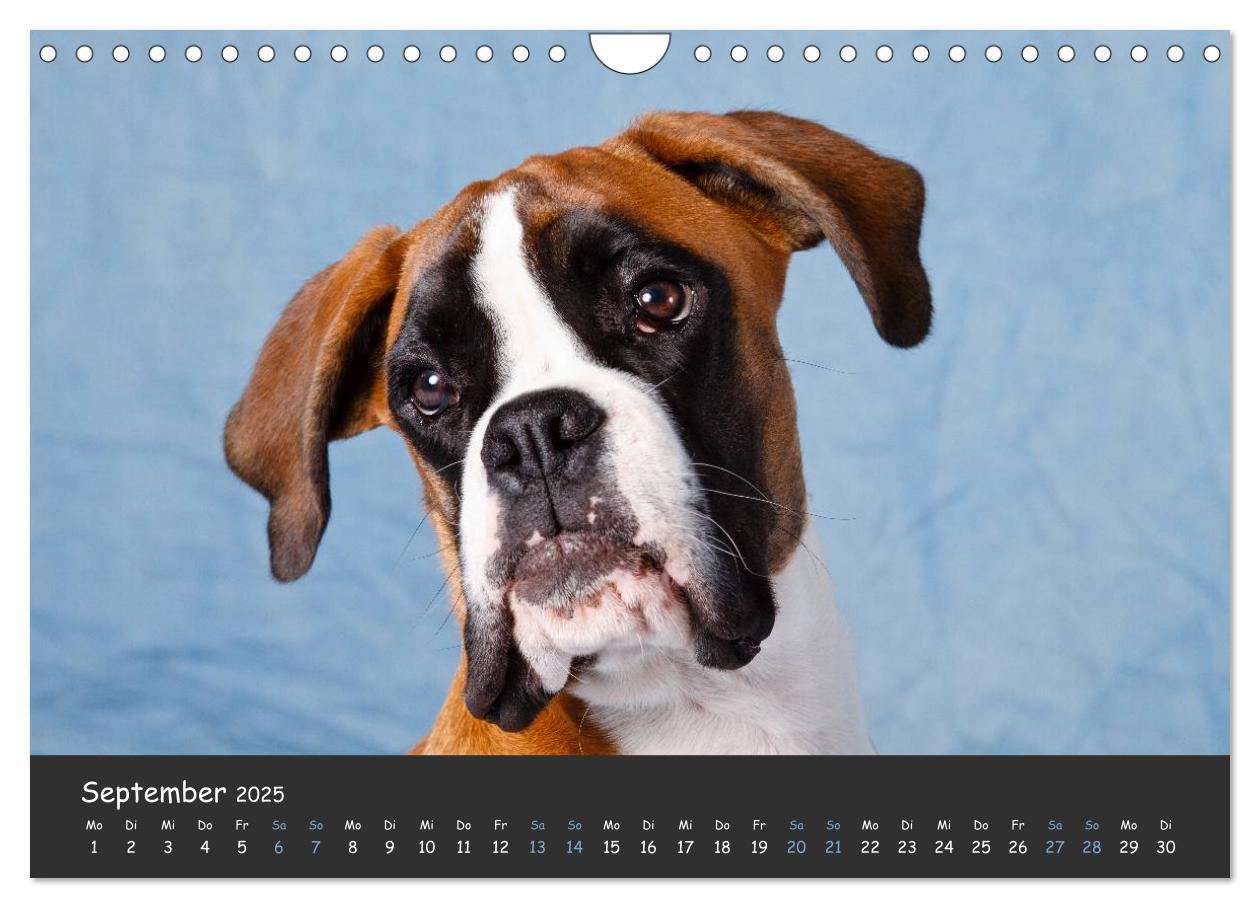 Bild: 9783435731534 | Wenn ich groß bin werd' ich Boxer (Wandkalender 2025 DIN A4 quer),...