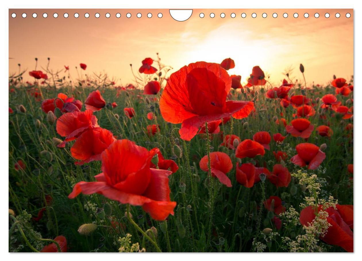 Bild: 9783435218646 | Ein Traum von Mohn (Wandkalender 2025 DIN A4 quer), CALVENDO...