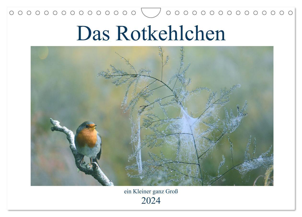 Cover: 9783675532847 | Das Rotkehlchen, ein Kleiner ganz Groß (Wandkalender 2024 DIN A4...