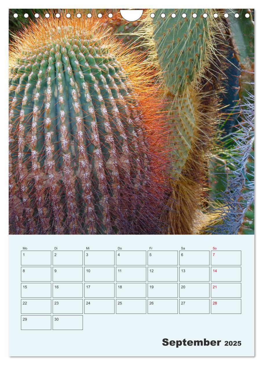 Bild: 9783435969951 | Wehrhafte Sukkulenten (Wandkalender 2025 DIN A4 hoch), CALVENDO...