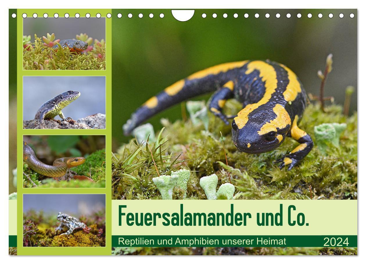 Cover: 9783675867666 | Feuersalamander und Co. (Wandkalender 2024 DIN A4 quer), CALVENDO...
