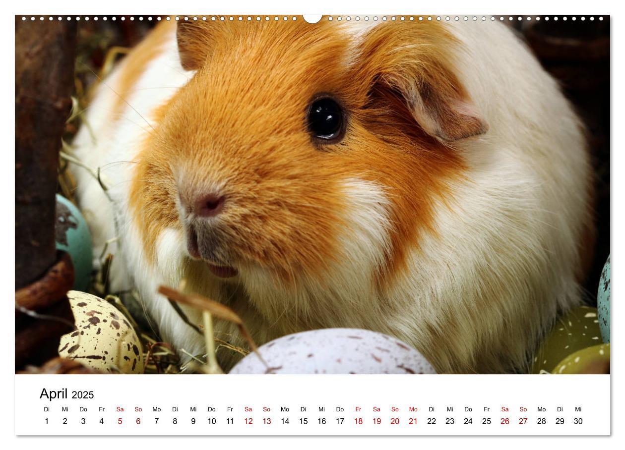 Bild: 9783435447978 | Unsere Meerschweinchen (Wandkalender 2025 DIN A2 quer), CALVENDO...