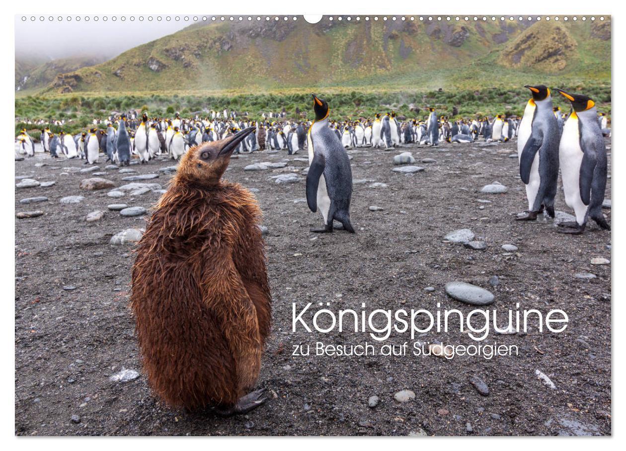 Cover: 9783383218620 | Königspinguine - zu Besuch auf Südgeorgien (Wandkalender 2024 DIN...