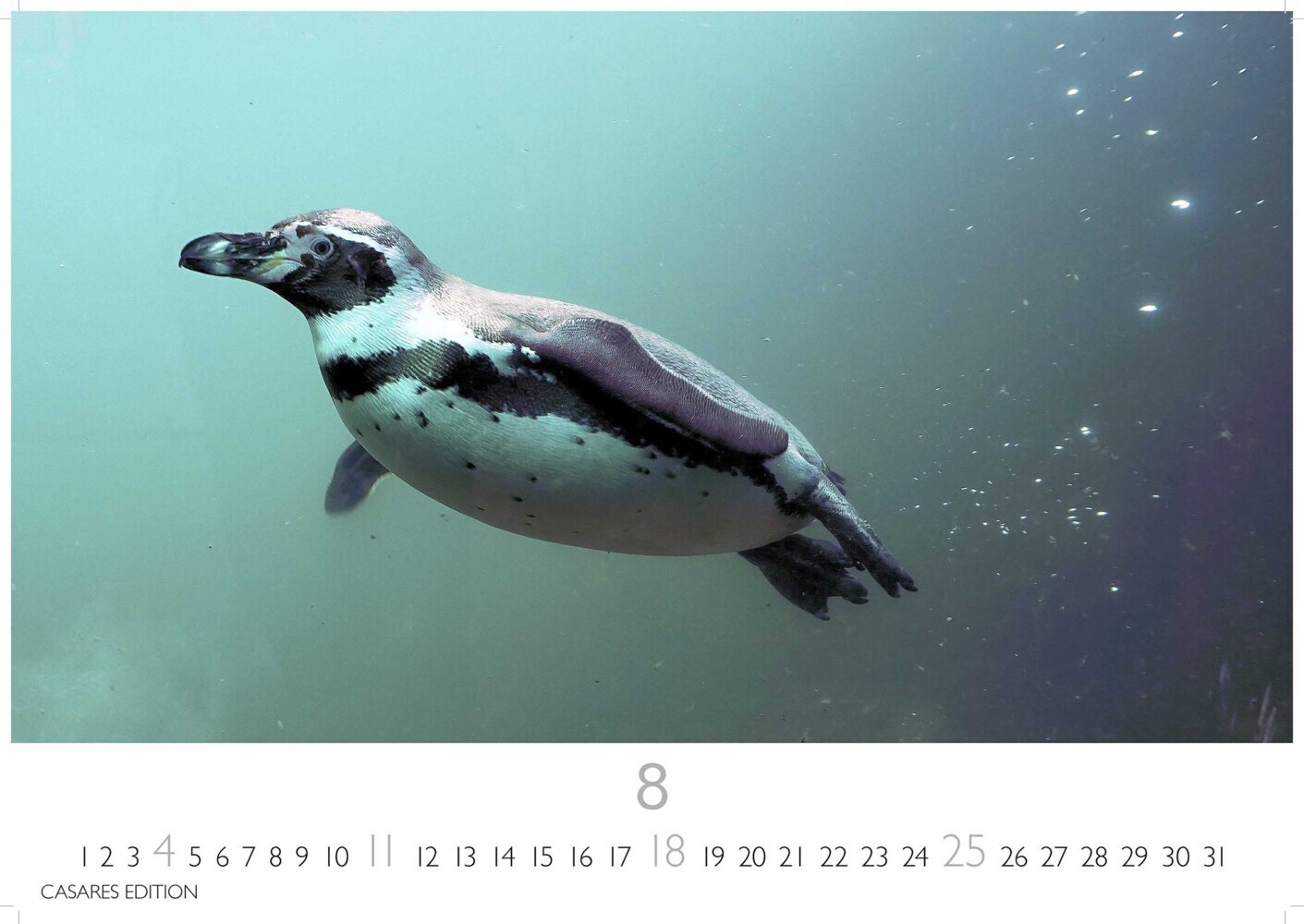 Bild: 9789918618767 | Pinguine 2024 S 24x35cm | Kalender | 14 S. | Deutsch | 2024