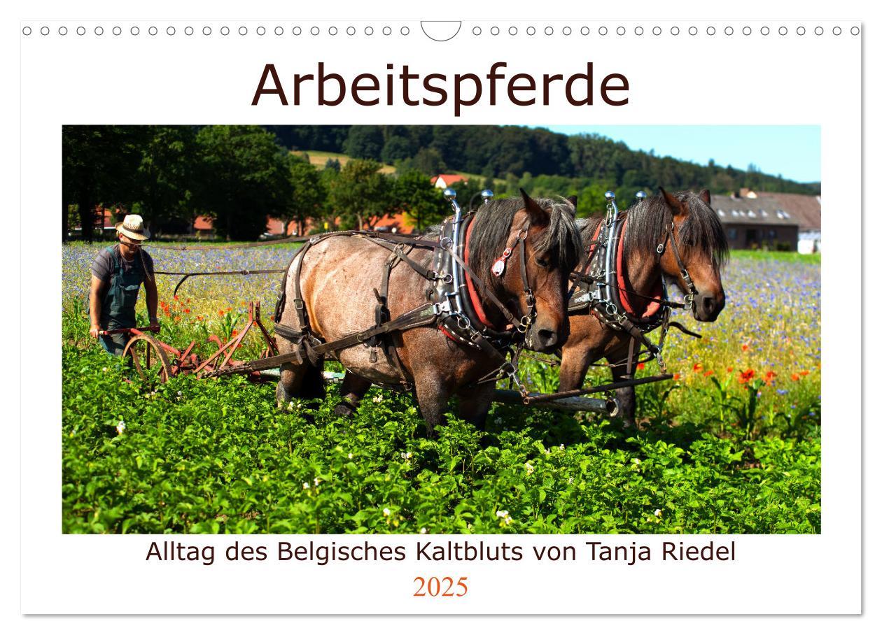 Cover: 9783435101795 | Arbeitspferde - Alltag des belgischen Kaltbluts (Wandkalender 2025...