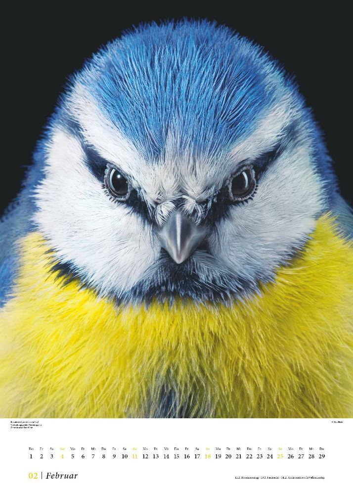 Bild: 4250809651156 | Tim Flach: Vögel 2024 - Posterkalender von DUMONT- Vogel-Porträts...