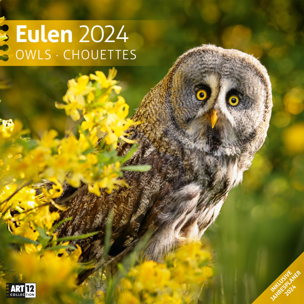 Cover: 9783838444246 | Eulen Kalender 2024 - 30x30 | Ackermann Kunstverlag | Kalender | 28 S.