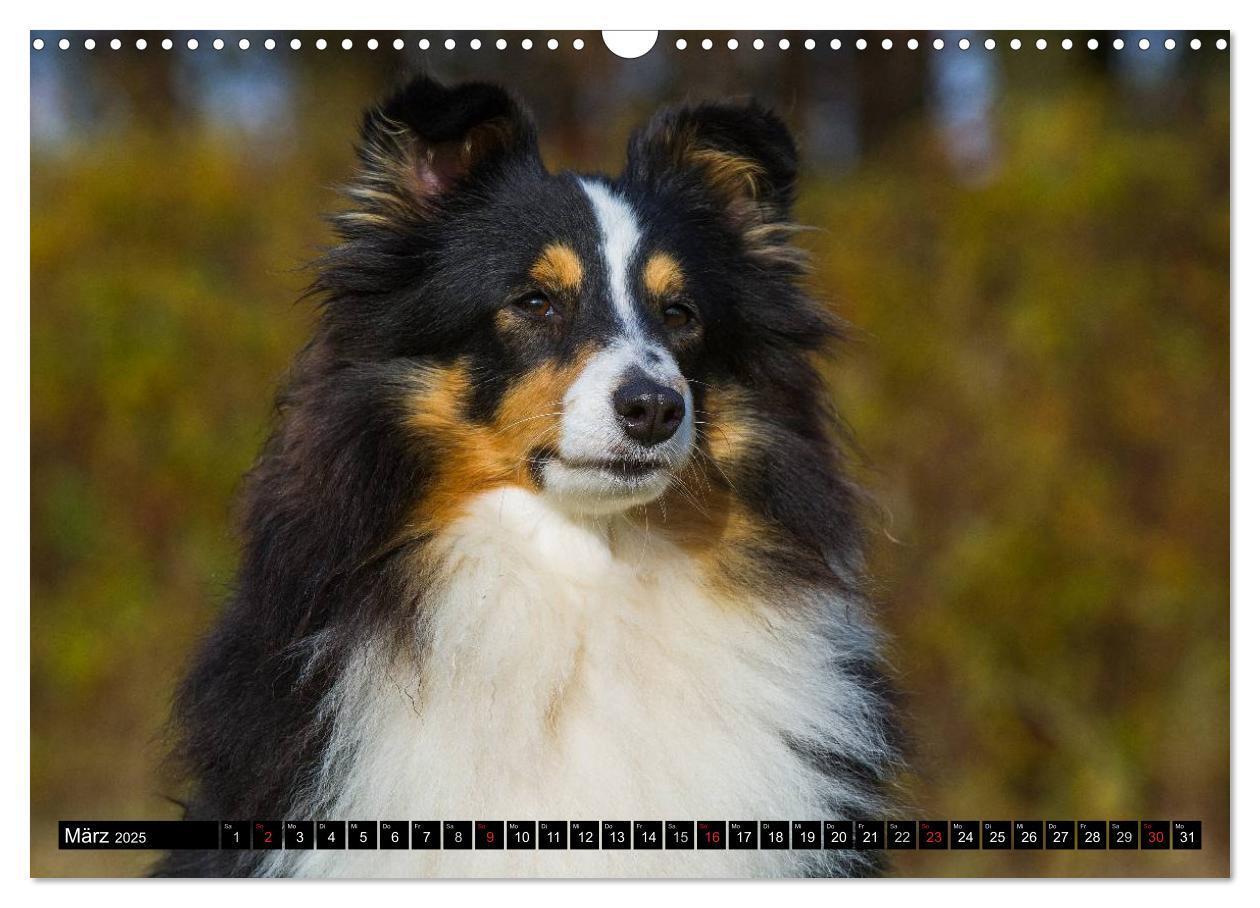 Bild: 9783435569564 | Traumhund Sheltie (Wandkalender 2025 DIN A3 quer), CALVENDO...