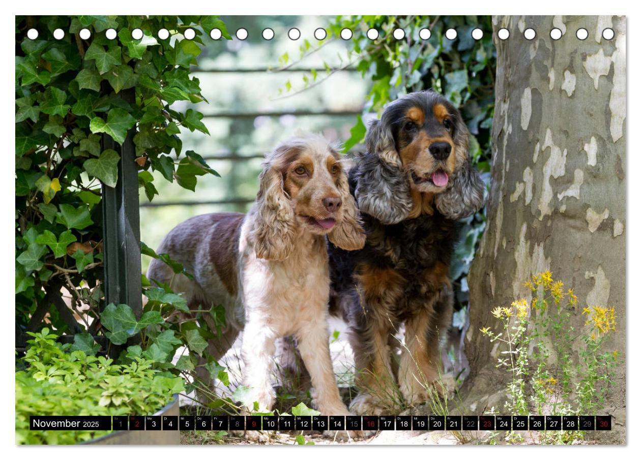 Bild: 9783435447312 | English Cocker Spaniel - Fröhliche Gesellen (Tischkalender 2025 DIN...