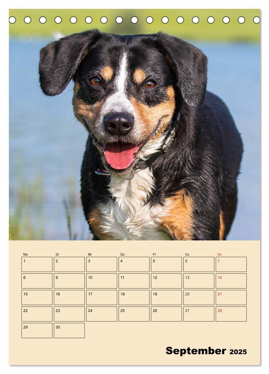 Bild: 9783435944408 | Jahresplaner Entlebucher Sennenhund (Tischkalender 2025 DIN A5...