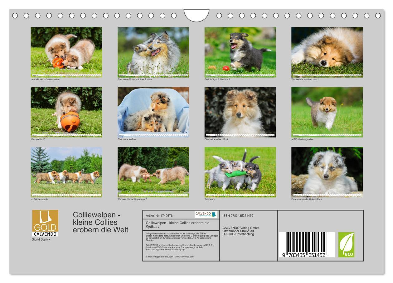 Bild: 9783435251452 | Colliewelpen - kleine Collies erobern die Welt (Wandkalender 2025...