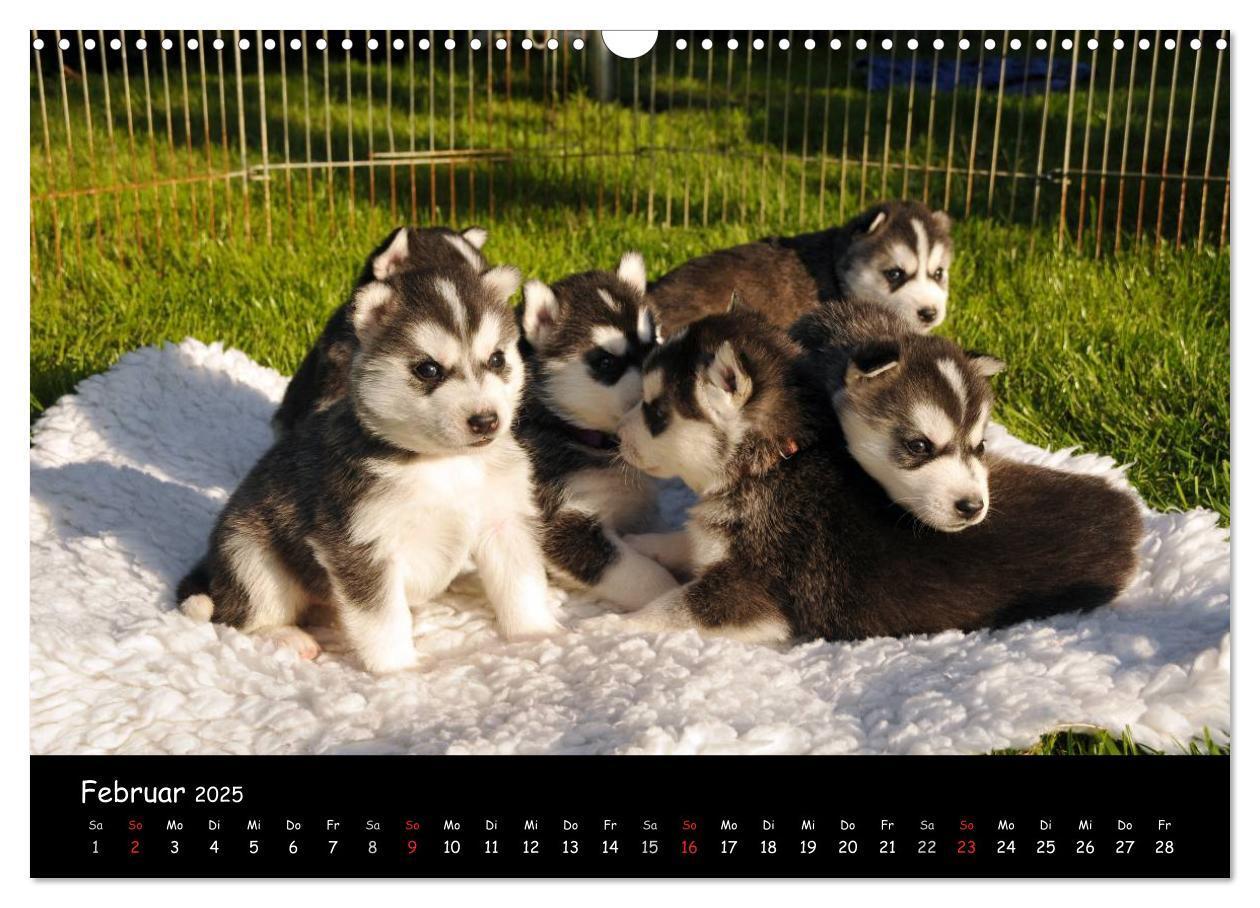 Bild: 9783435738939 | Huskys - Traumhunde (Wandkalender 2025 DIN A3 quer), CALVENDO...