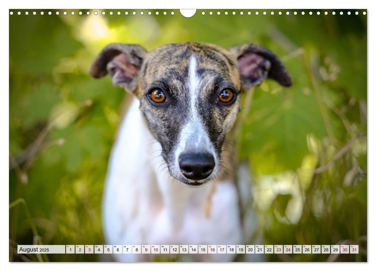 Bild: 9783383941634 | Der Whippet - ein Seelenhund (Wandkalender 2025 DIN A3 quer),...