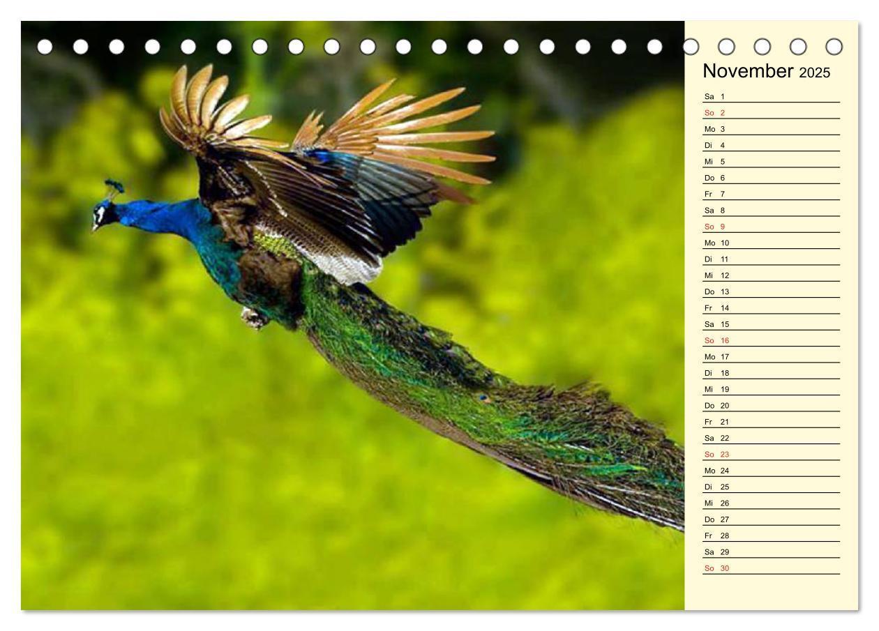 Bild: 9783435507153 | Pfaue. Prächtig und schillernd (Tischkalender 2025 DIN A5 quer),...