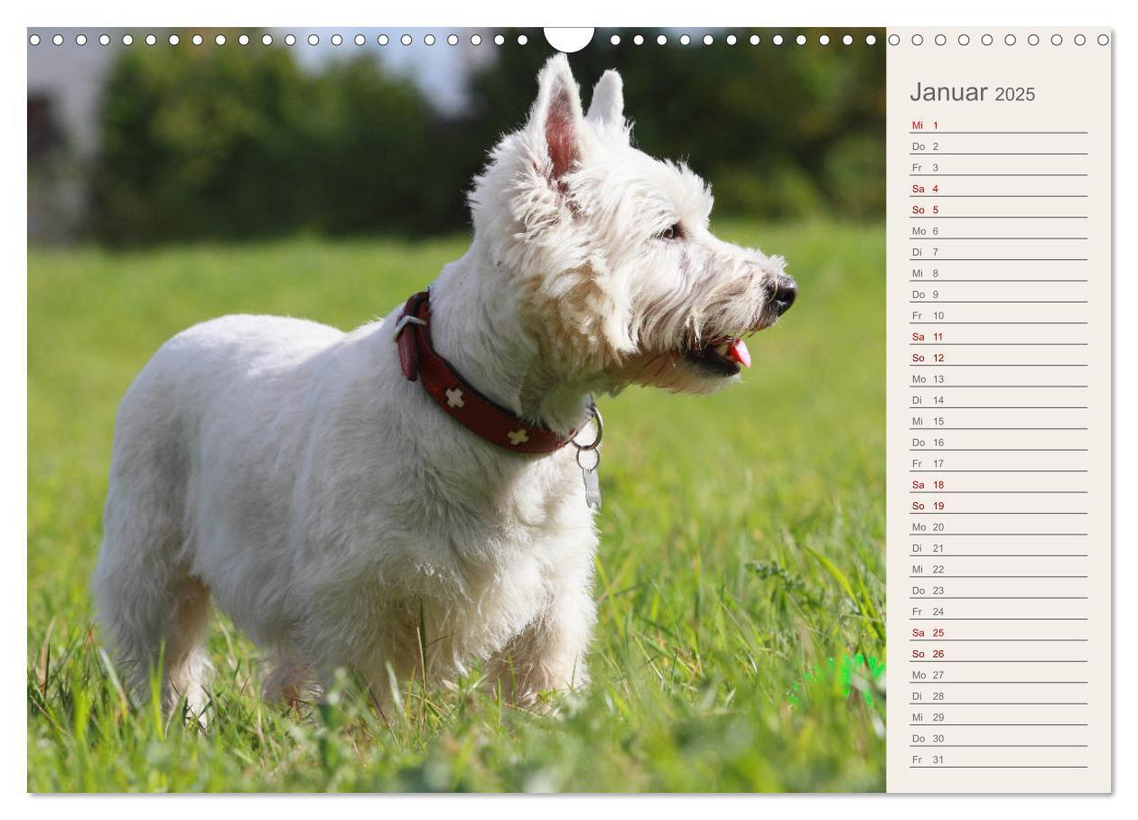 Bild: 9783435408290 | West Highland White Terrier - Selbstbewustes Powerpaket - der...