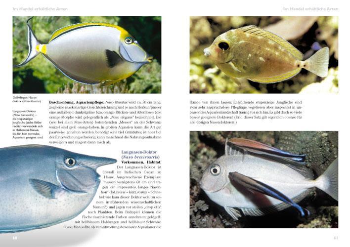 Bild: 9783866590823 | Doktorfische im Meerwasseraquarium | Ellen Thaler | Taschenbuch | 2008