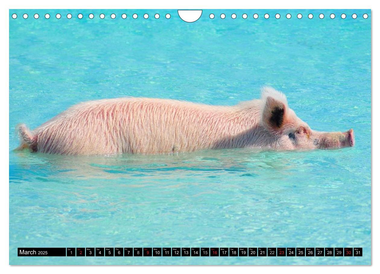 Bild: 9781325994007 | The Swimming Pigs of Bahamas (Wall Calendar 2025 DIN A4 landscape),...