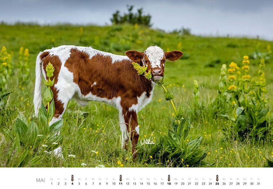 Bild: 9783966648226 | Kühe Kalender 2025 | Der Tierkalender mit den charmanten Namen | 14 S.