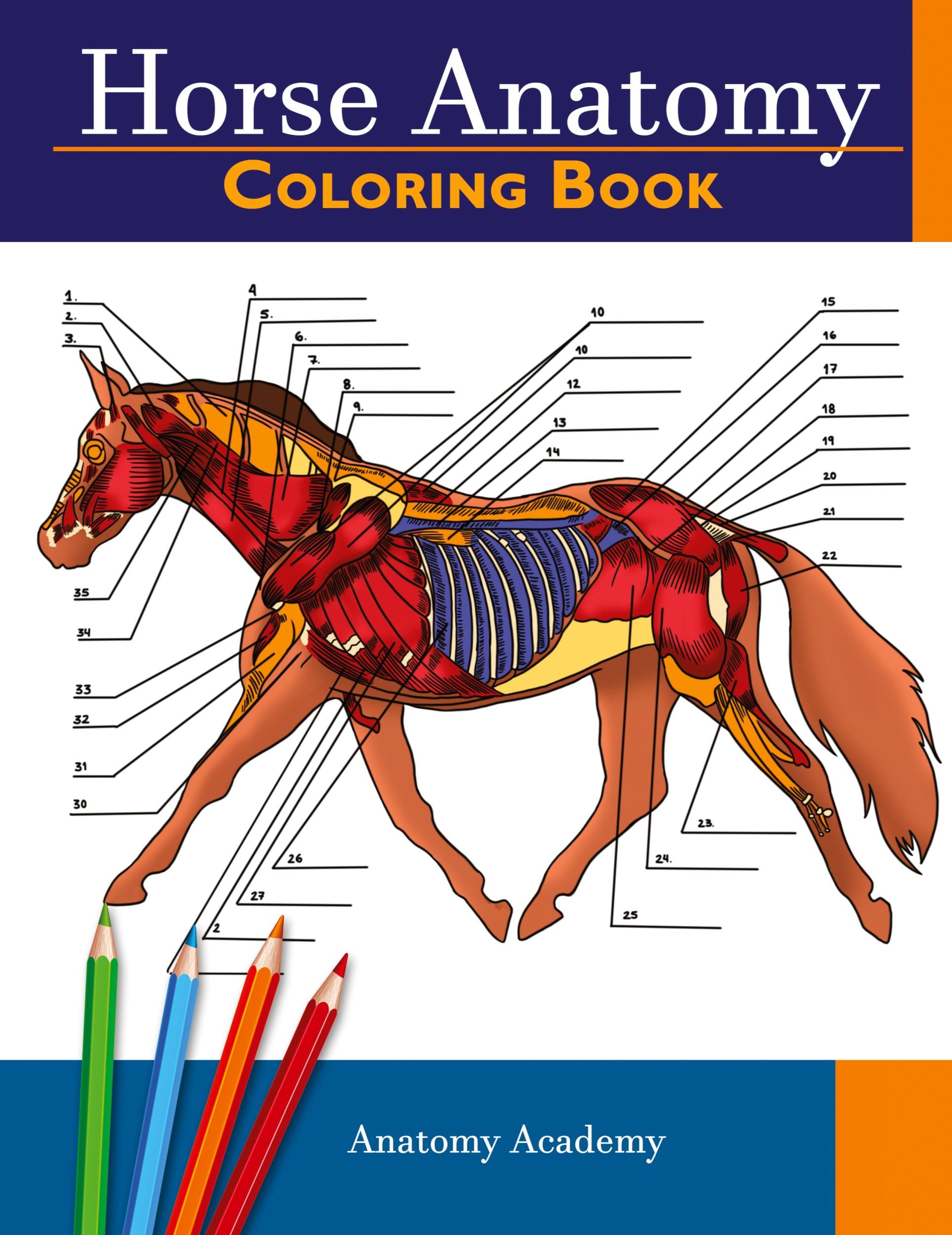 Cover: 9781914207068 | Horse Anatomy Coloring Book | Anatomy Academy | Taschenbuch | Englisch