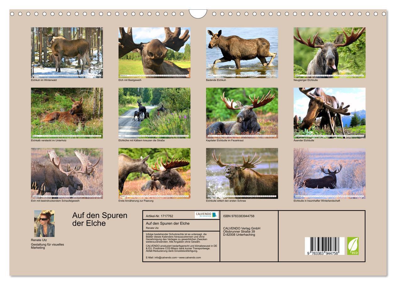 Bild: 9783383944758 | Auf den Spuren der Elche (Wandkalender 2025 DIN A3 quer), CALVENDO...