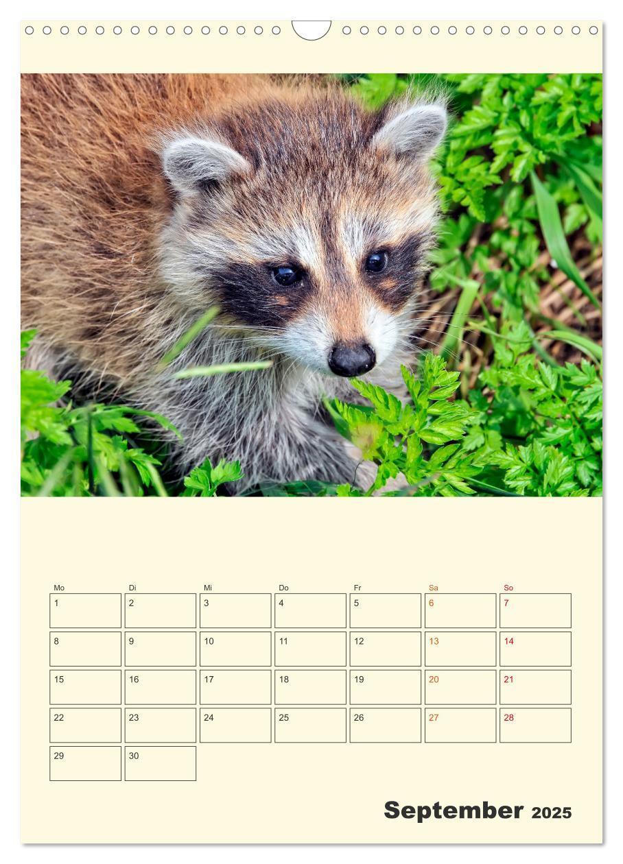 Bild: 9783435903504 | Drolliger Waschbär (Wandkalender 2025 DIN A3 hoch), CALVENDO...