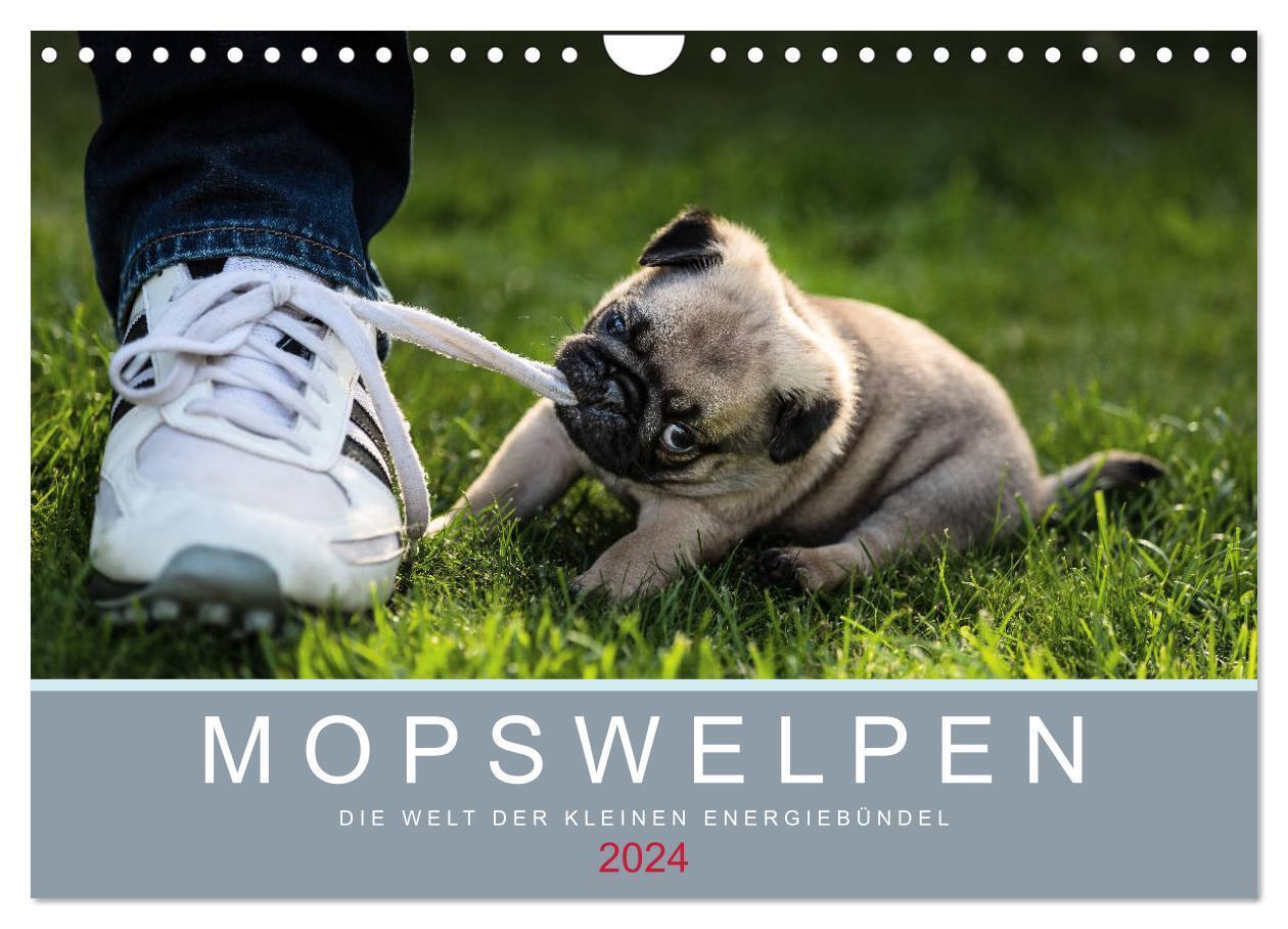 Cover: 9783675755451 | Mopswelpen (Wandkalender 2024 DIN A4 quer), CALVENDO Monatskalender