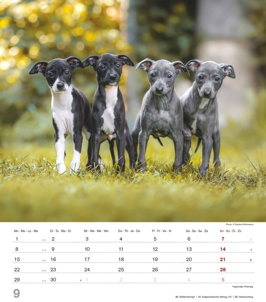 Bild: 4251732344405 | Alpha Edition - Niedliche Hundekinder 2025 Bildkalender, 30x40cm,...