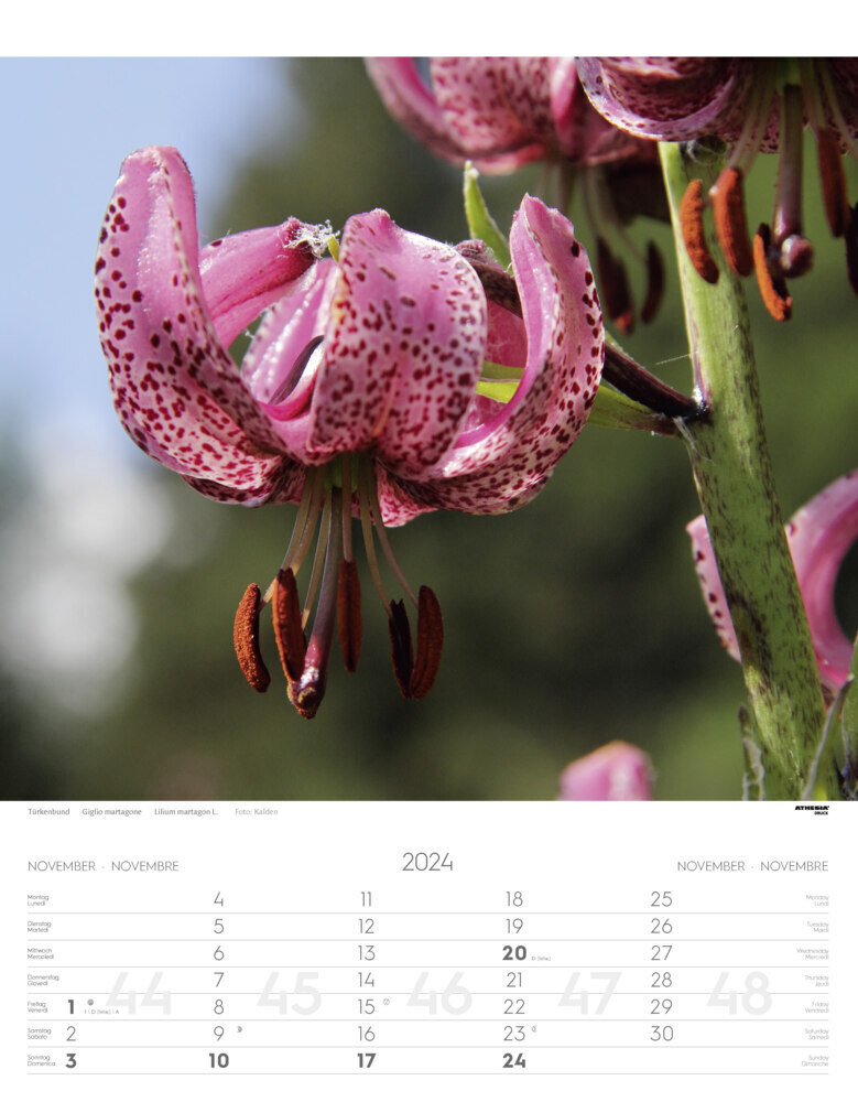 Bild: 9788868396671 | Alpenblumen Kalender 2024 | Fiori alpini - Alpine flowers | Verlag