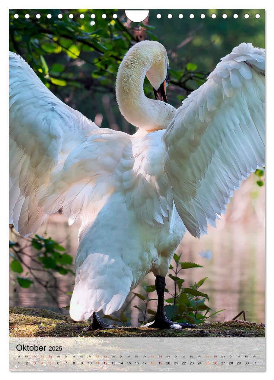 Bild: 9783435931316 | Vögel - gefiederte Freunde in unserer Natur (Wandkalender 2025 DIN...