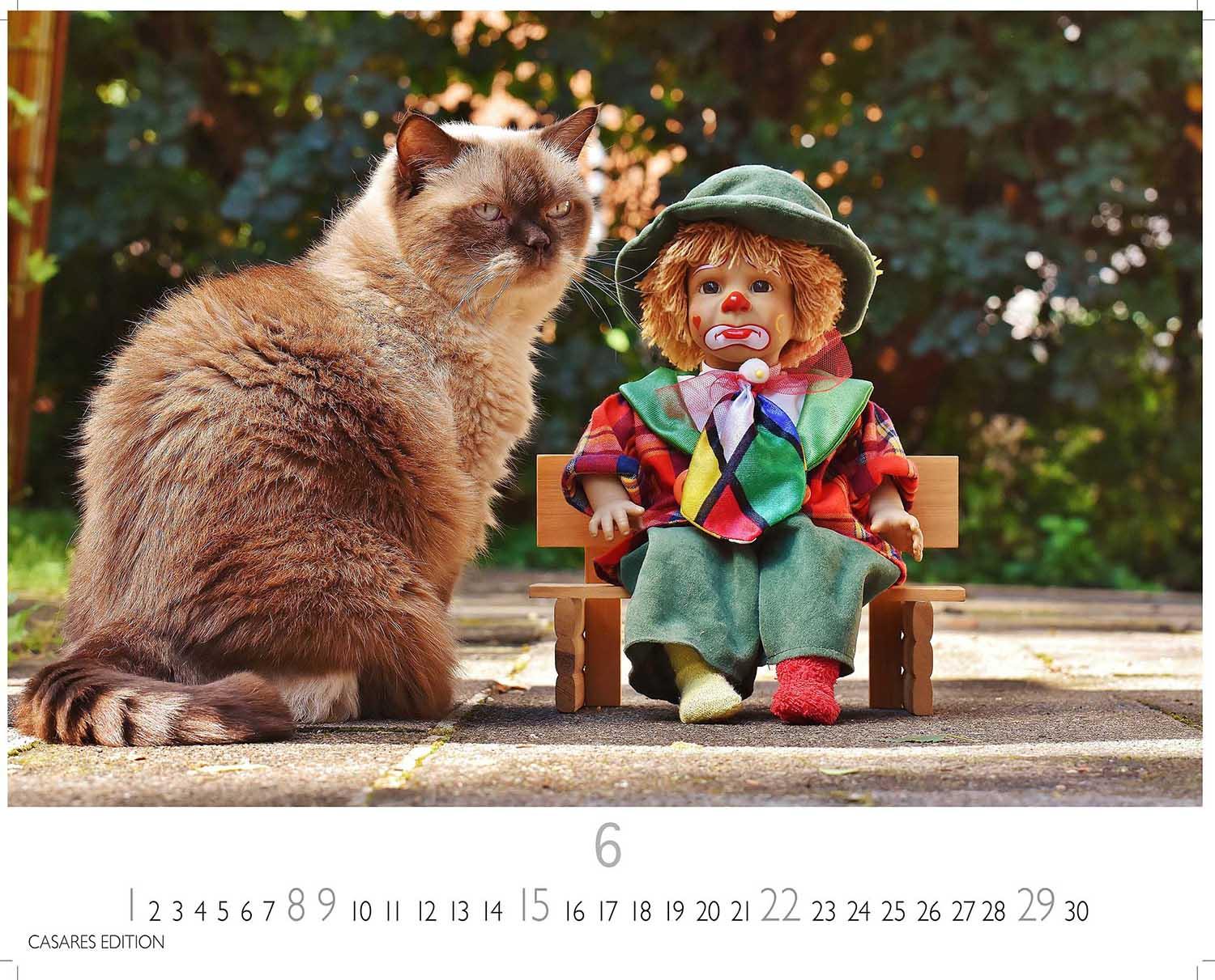 Bild: 9781835243220 | Funny Cats 2025 L 35x50cm | Kalender | 14 S. | Deutsch | 2025