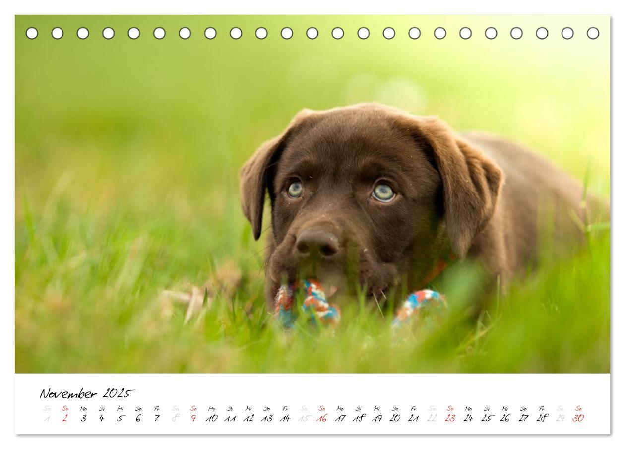 Bild: 9783435714353 | Labrador Welpe - Seelenhund (Tischkalender 2025 DIN A5 quer),...