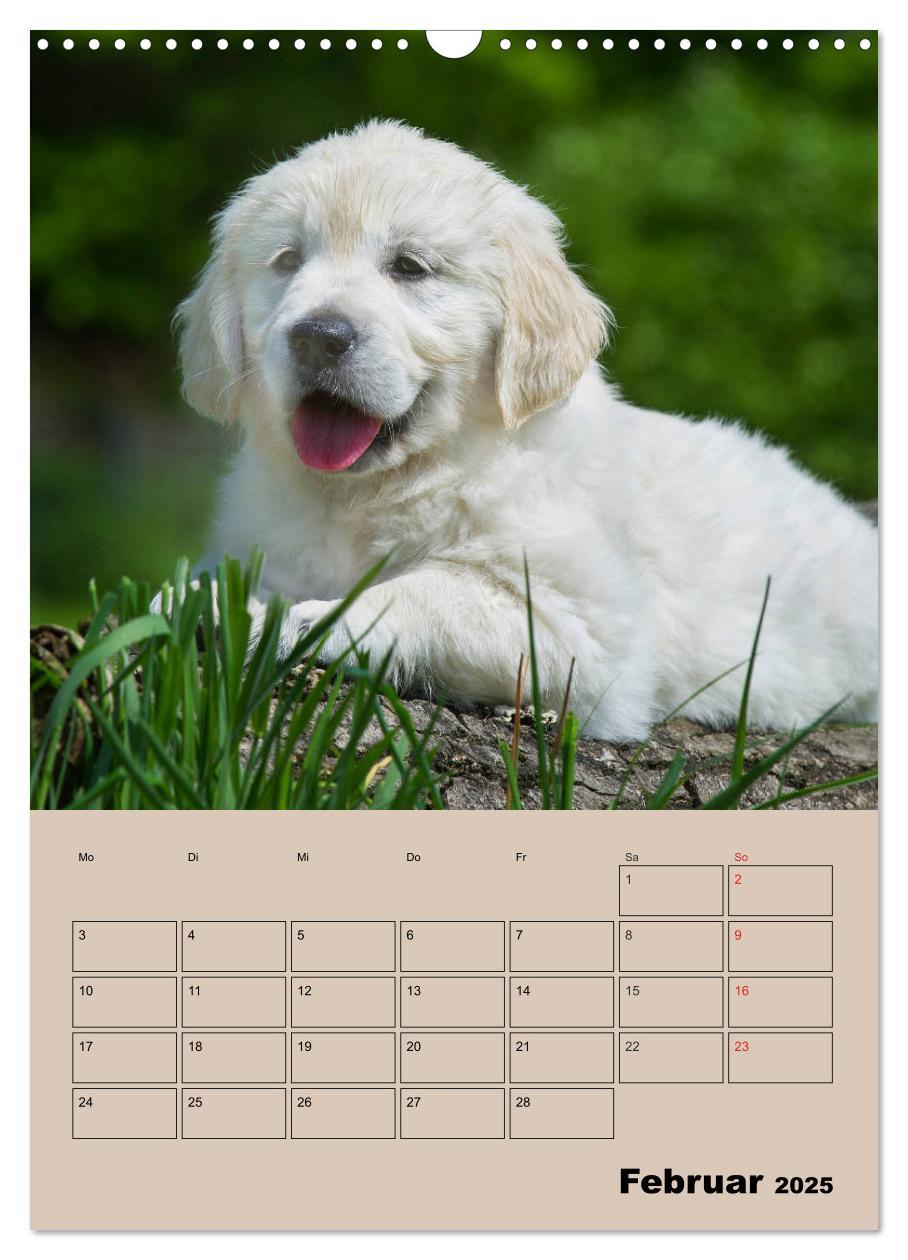 Bild: 9783435959266 | Jahresplaner Golden Retriever Welpen (Wandkalender 2025 DIN A3...