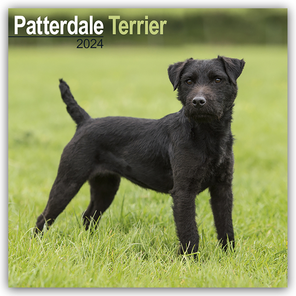 Cover: 9781804600764 | Patterdale Terrier 2024 - 16-Monatskalender | Avonside Publishing Ltd