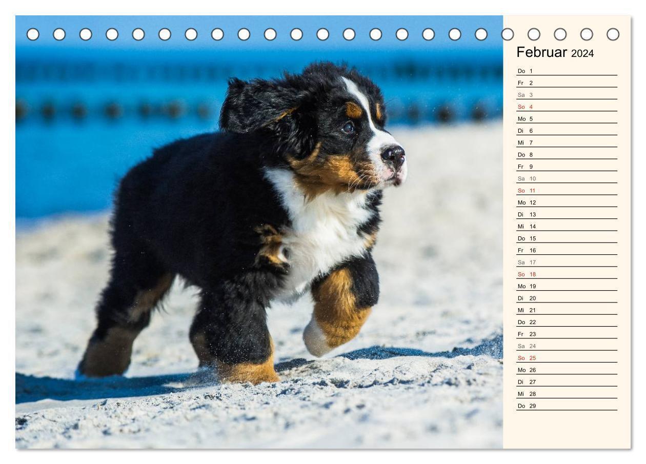 Bild: 9783675891173 | Seebärchen entdecken die Welt - Berner Sennenhunde (Tischkalender...