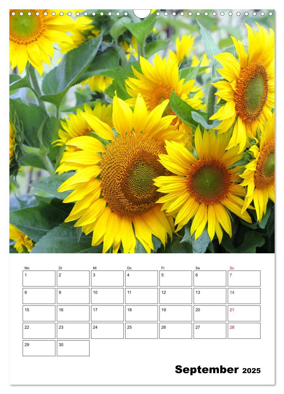 Bild: 9783435970483 | Leuchtende Sonnenblumen (Wandkalender 2025 DIN A3 hoch), CALVENDO...