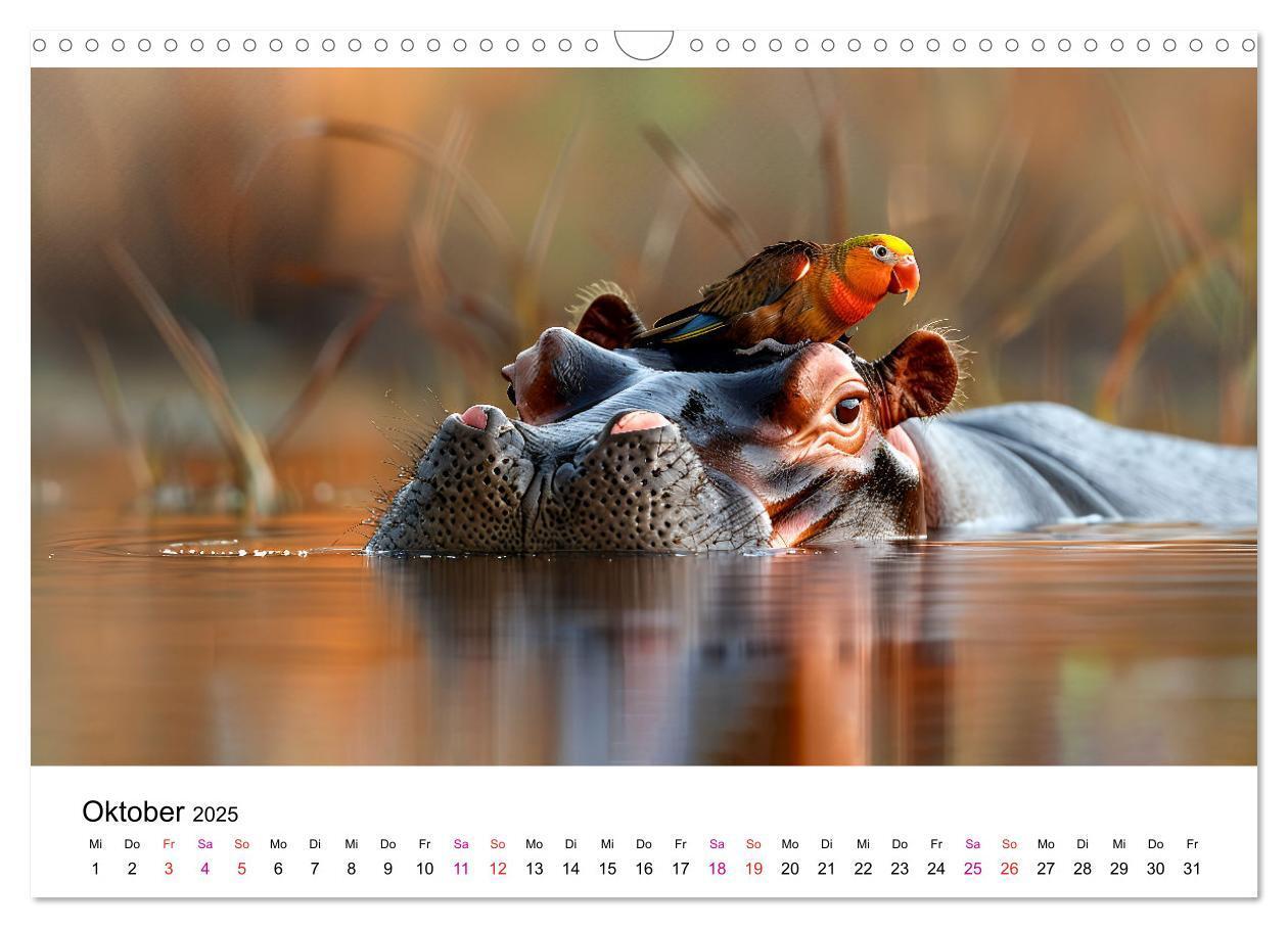 Bild: 9783457171899 | Flusspferde - Hippopotamus amphibius (Wandkalender 2025 DIN A3...