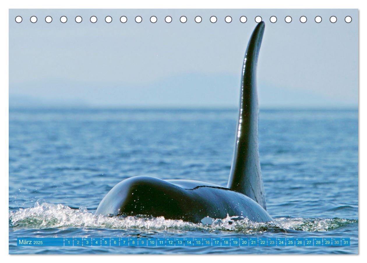 Bild: 9783383866050 | Orcas: Schwarz-weiße Giganten (Tischkalender 2025 DIN A5 quer),...